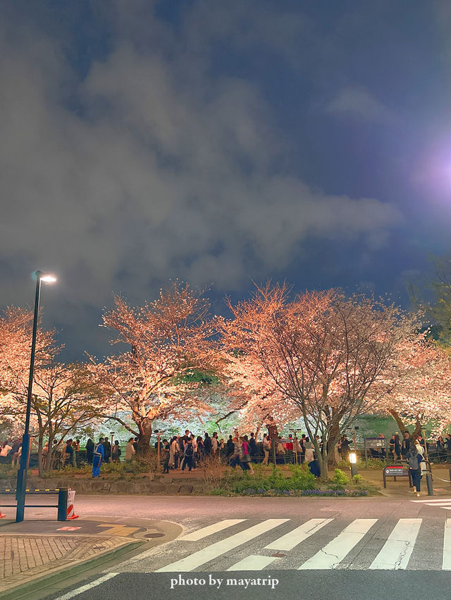 やっぱり行きたい夜桜ライトアップ【東京／千鳥ヶ淵】