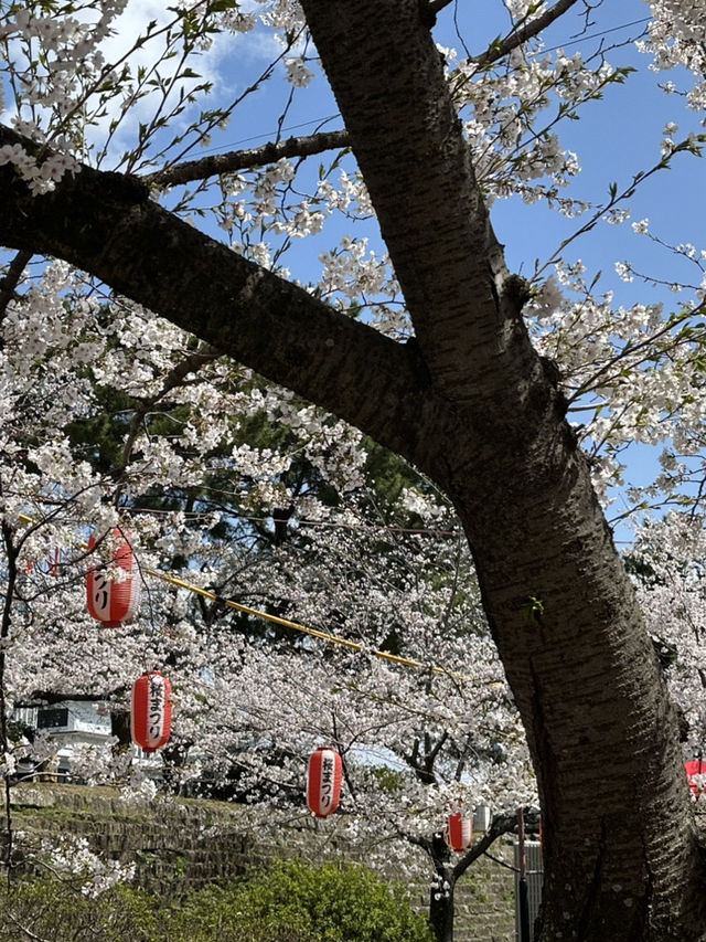 滿開的櫻花城～和歌山城