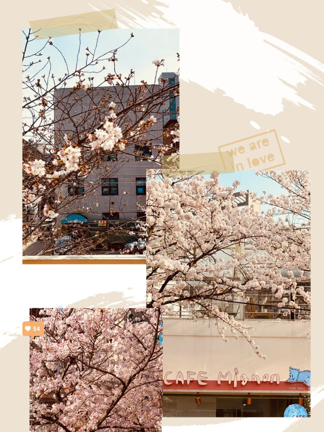 Introducing a Sweet Cherry Blossom Spot: Mignon Coffee's Relaxing Spring Ambiance