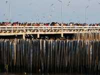 เที่ยวสงกรานต์ที่ สถานตากอากาศบางปู