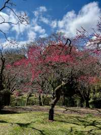 Plum Blossoms at Kyoto Botanical Gardens