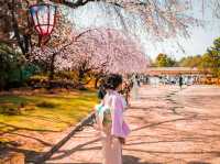 【名古屋】春の風物詩✨名古屋城のさくら祭り🏯🌸