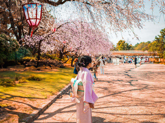 【名古屋】春の風物詩✨名古屋城のさくら祭り🏯🌸