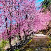 🌸** 隱藏在深山中的賞櫻秘境**🌸
