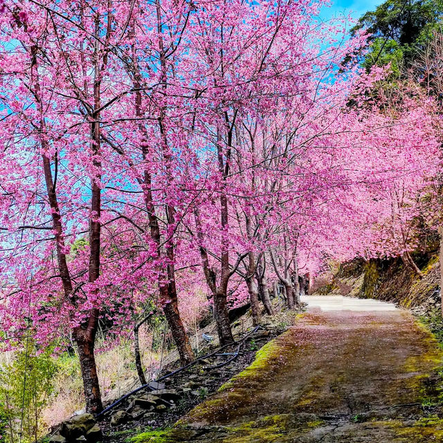 🌸** 隱藏在深山中的賞櫻秘境**🌸