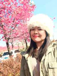 Spring in Yunnan, China? Go Where The Cherry Blossoms Bloom Like Dreams