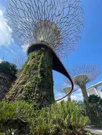 An Iconic Landmark💥SUPERTREE💥Grove @Singapore