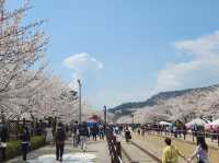 “Jinhae in Bloom: A Spring Symphony of Cherry Blossoms”