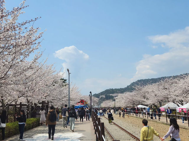 “Jinhae in Bloom: A Spring Symphony of Cherry Blossoms”