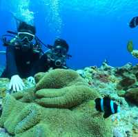 🤿潛進綠島的藍色奇遇！與海龜🌊🐢共游、牛港魚🐟擦身而過的神奇體驗🤩
