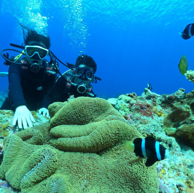 🤿潛進綠島的藍色奇遇！與海龜🌊🐢共游、牛港魚🐟擦身而過的神奇體驗🤩