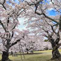三神峰公園，仙台市民最愛的賞櫻踏青景點