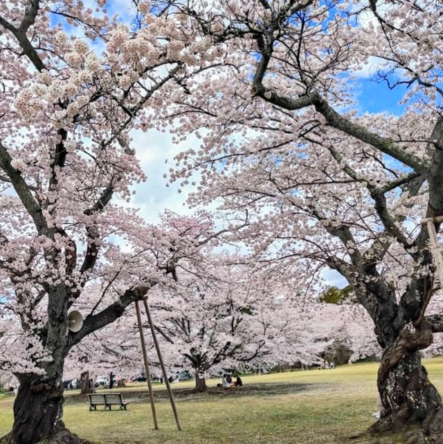 三神峰公園，仙台市民最愛的賞櫻踏青景點