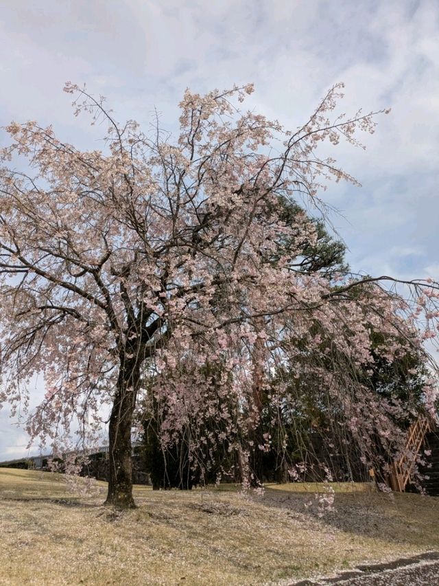春のごほうび。桜に包まれる甲府城跡でのひととき