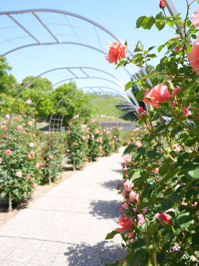 【岐阜】ローズテラスとバラ回廊 四季咲きの薔薇と山々の景色