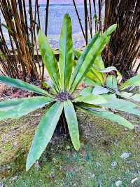 “KL’s Best-Kept Secret: The Lush Charm of Taman Saujana Hijau”