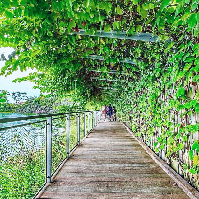 Into the Wild: A Stroll Through Rainforest Wild Asia 🇸🇬