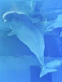 เดินเล่นอะควาเรี่ยมในห้าง ได้เจอวาฬเบลูก้าด้วย 🐳