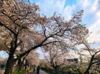 名古屋-山崎川四季之路，日本百佳賞櫻勝地