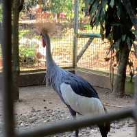 Sunday Morning at Ragunan Zoo