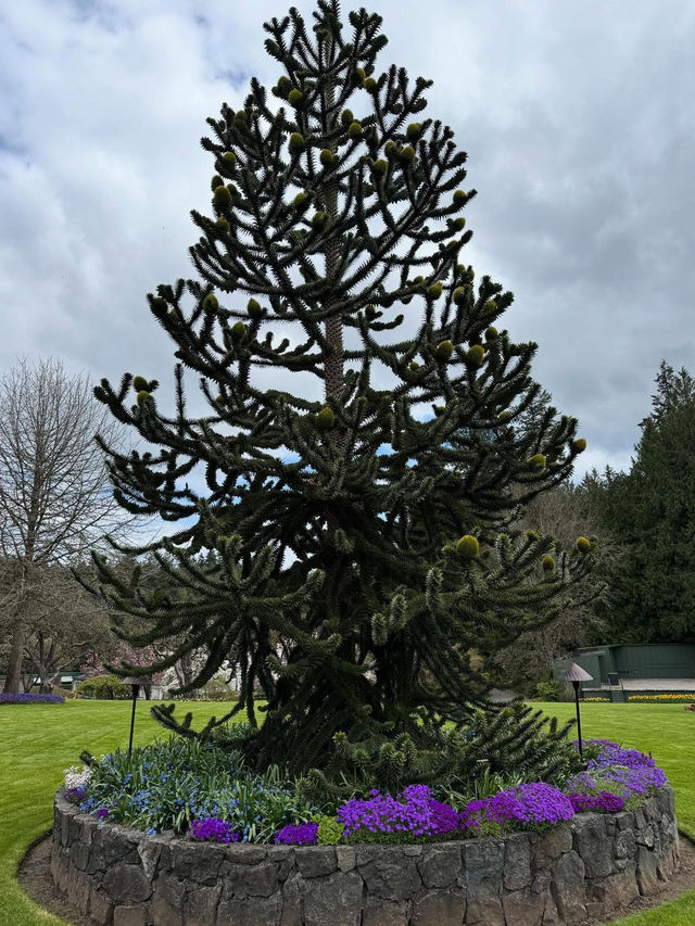 Butchart Gardens