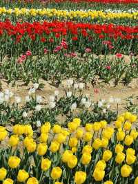 Pyeongtaek in Bloom: A Tulip Fantasy 🌷