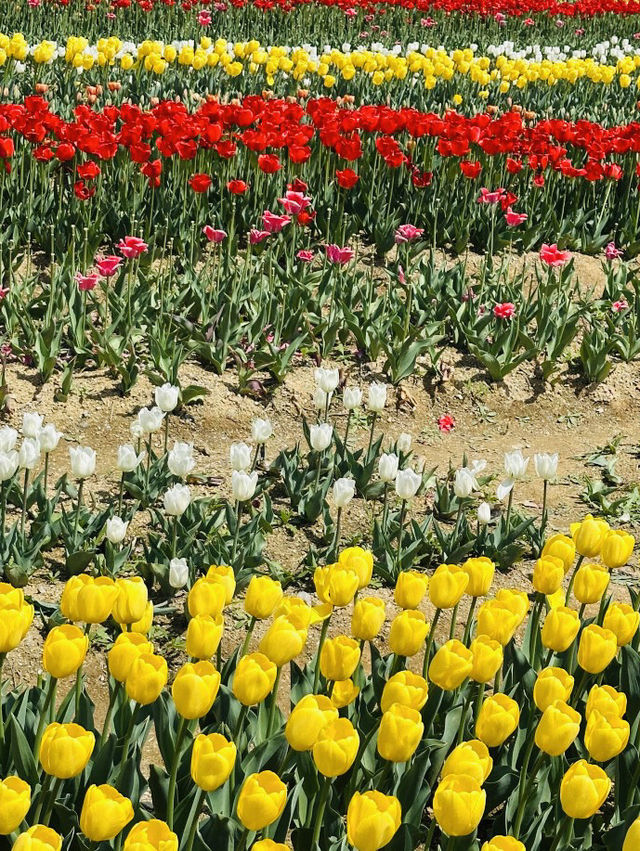 Pyeongtaek in Bloom: A Tulip Fantasy 🌷