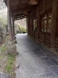 司馬庫斯神木群步道擁抱巨木去