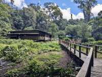 Gomantong Caves – The Wild, Otherworldly Heart of Sabah
