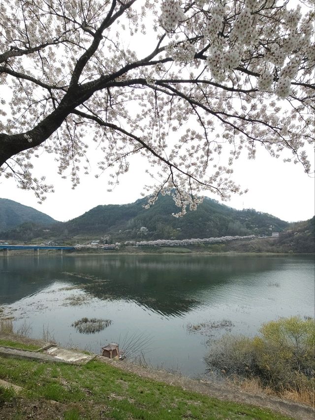 벚꽃 구경은 단양에서!