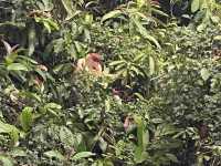 Wild & Wondrous: My Jungle Adventure on Kinabatangan River! 🌿🐘