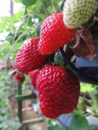 🍓✨ Genting Strawberry Leisure Farm: A Berry Sweet Escape!