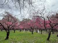 Sapporo's Sakura Splendor: The Ultimate Cherry Blossom Escape at Maruyama Park