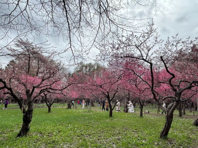 Sapporo's Sakura Splendor: The Ultimate Cherry Blossom Escape at Maruyama Park