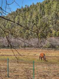 A Peaceful Escape into Nature: Discovering the Beauty of Potatso National Park (普达措国家公园)