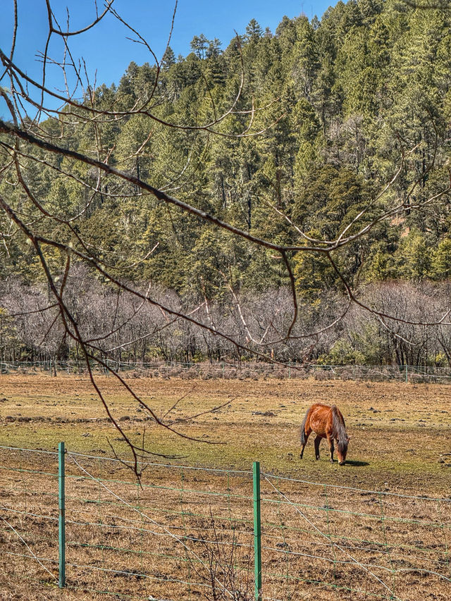 A Peaceful Escape into Nature: Discovering the Beauty of Potatso National Park (普达措国家公园)