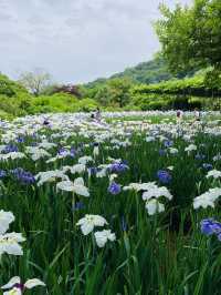 【栃木】藤の花だけでなく、菖蒲、紫陽花も素晴らしい