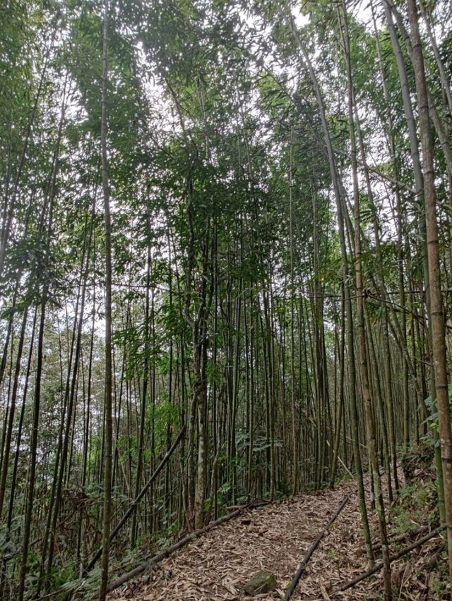 #英桃の天闊營地-新竹縣五峰鄉