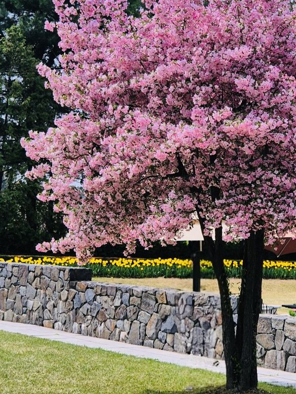 A Blooming Scenery at Byukchoji Gardens