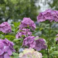 【千葉】北の鎌倉と呼ばれる「本土寺」菖蒲、紫陽花の名所