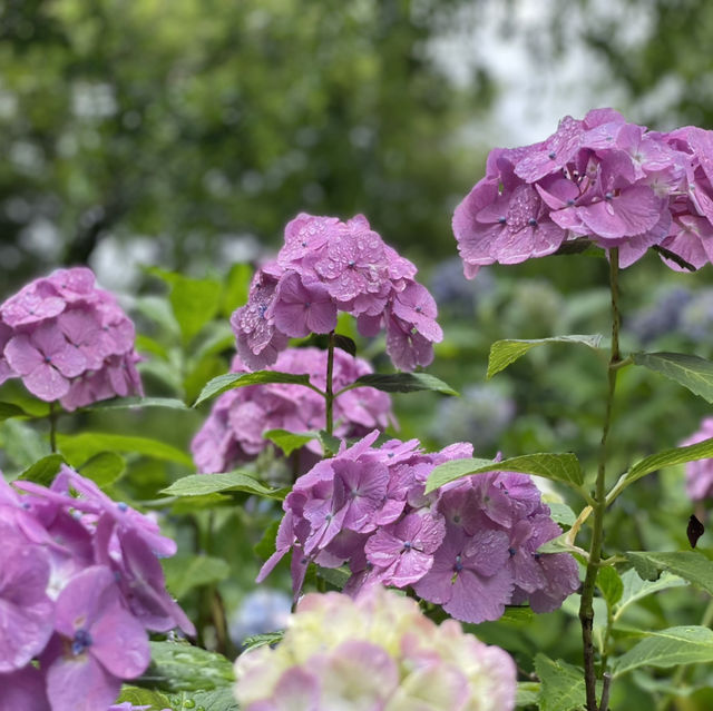 【千葉】北の鎌倉と呼ばれる「本土寺」菖蒲、紫陽花の名所