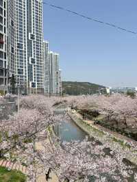 釜山賞櫻之旅