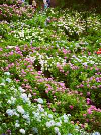 【千葉】1万株以上の紫陽花 メディアにもとりあげられる大人気紫陽花スポット！