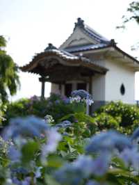 【埼玉】あじさい寺として親しまれていて鐘楼堂の梵鐘と紫陽花とのショットが有名