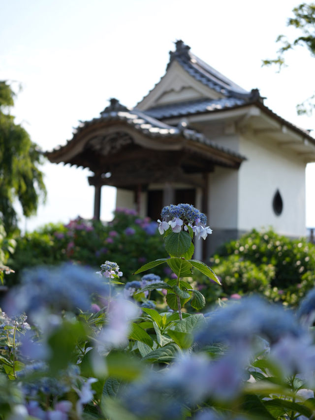 【埼玉】あじさい寺として親しまれていて鐘楼堂の梵鐘と紫陽花とのショットが有名