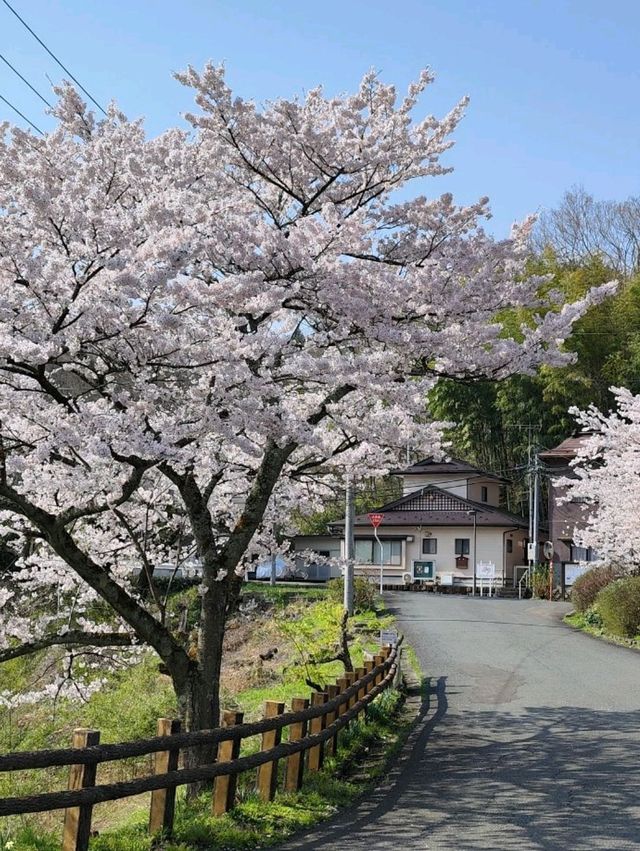 來日本 選對季節 處處是櫻花