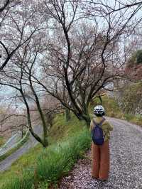島波海道-尾道到今治的自行車道