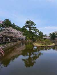 “Petal Dreams in the North: Aomori’s Sakura Symphony”