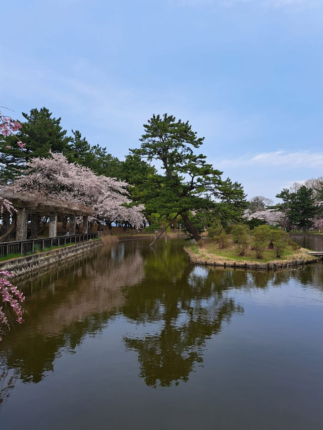 “Petal Dreams in the North: Aomori’s Sakura Symphony”