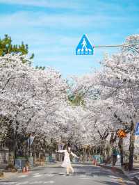 풍성한 벚꽃 꼭 가야할 경주명소🌸